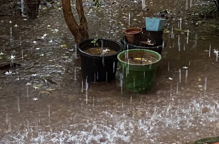 In the Well of Ignorance: The Tale of the Swan and the Croaker in Sanskrit Literature