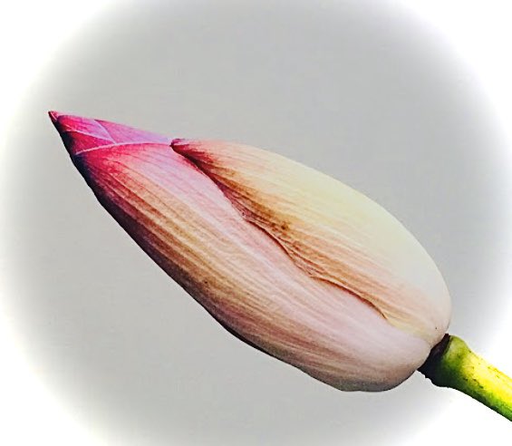 मद्भोजानुकरणप्रयासः :=)