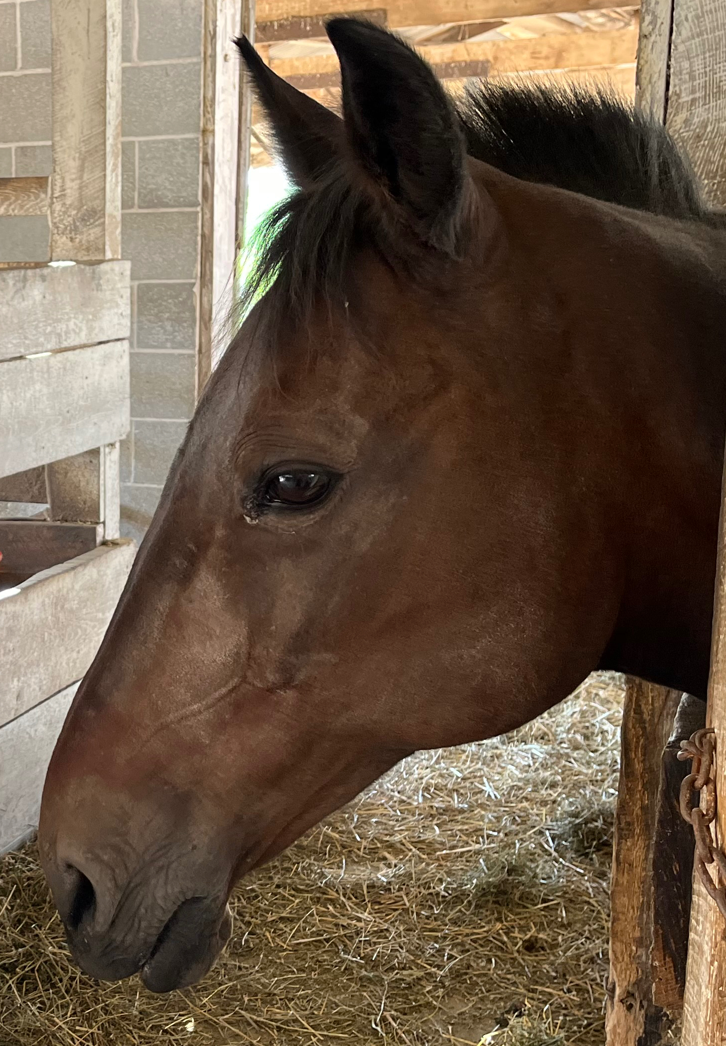 Equestrian Dreams!