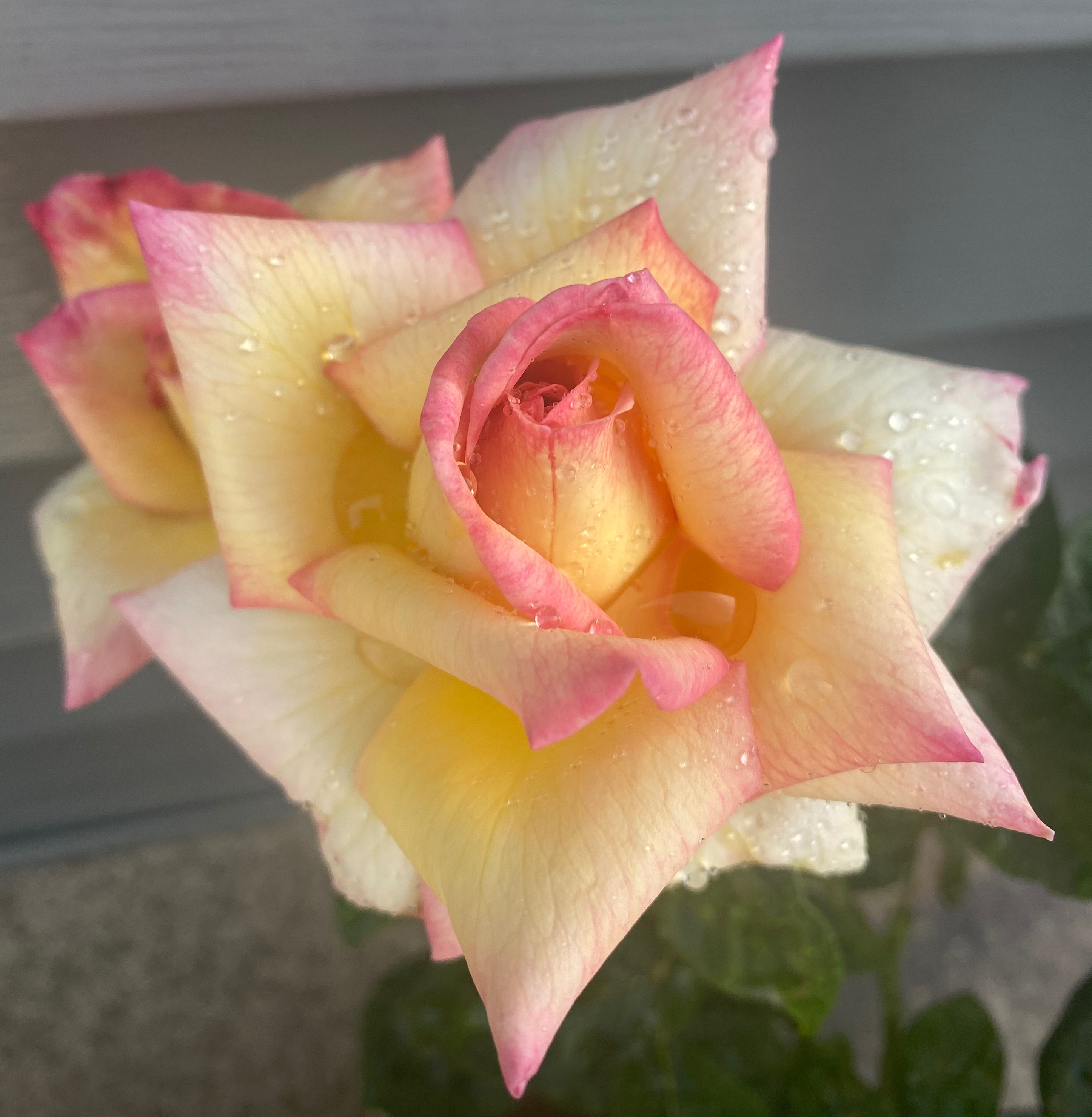 Rosetalgia!