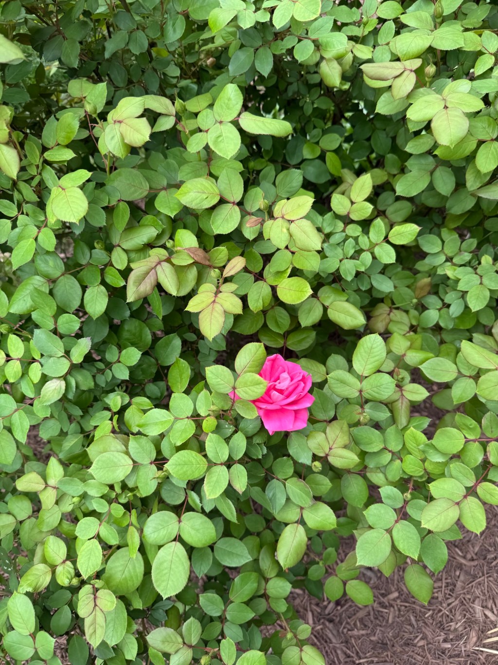 The Lotus, the Bee, and the&nbsp;Song!