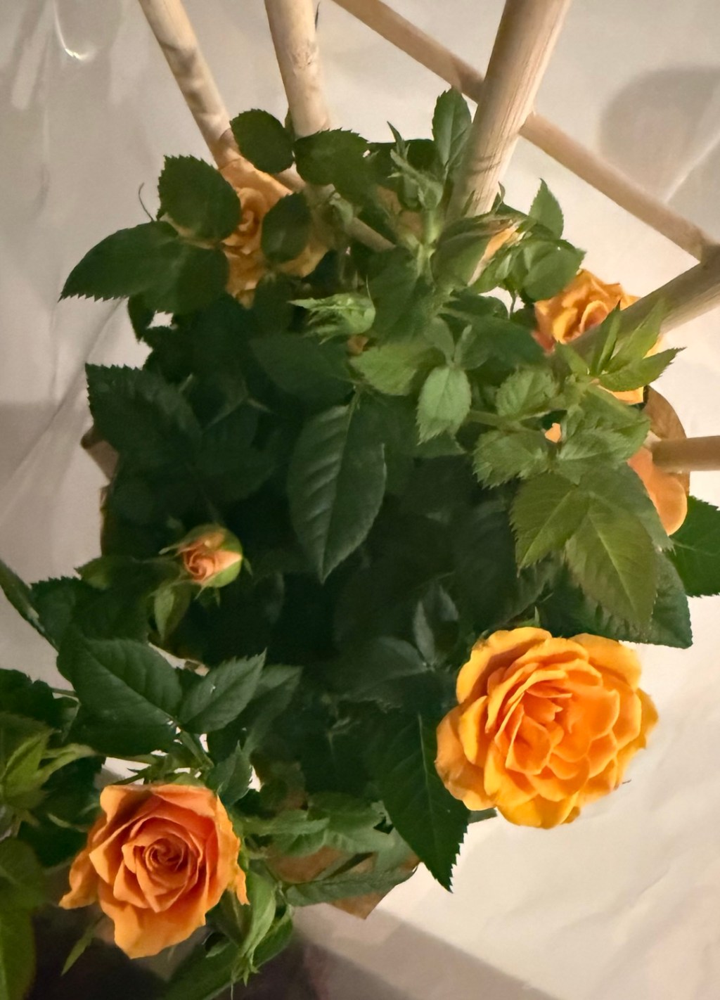 संस्कृतमात्राशीः।